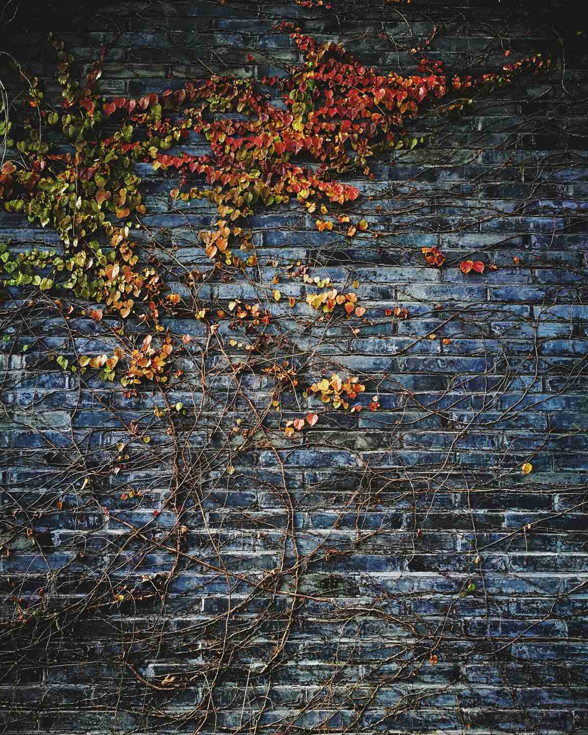 Carta da parati edera che scende da un muro di mattoni