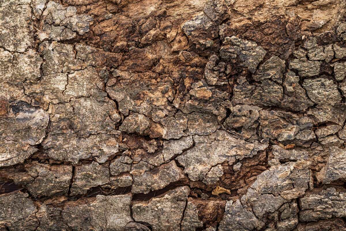Carta da parati pelle di legno autentica