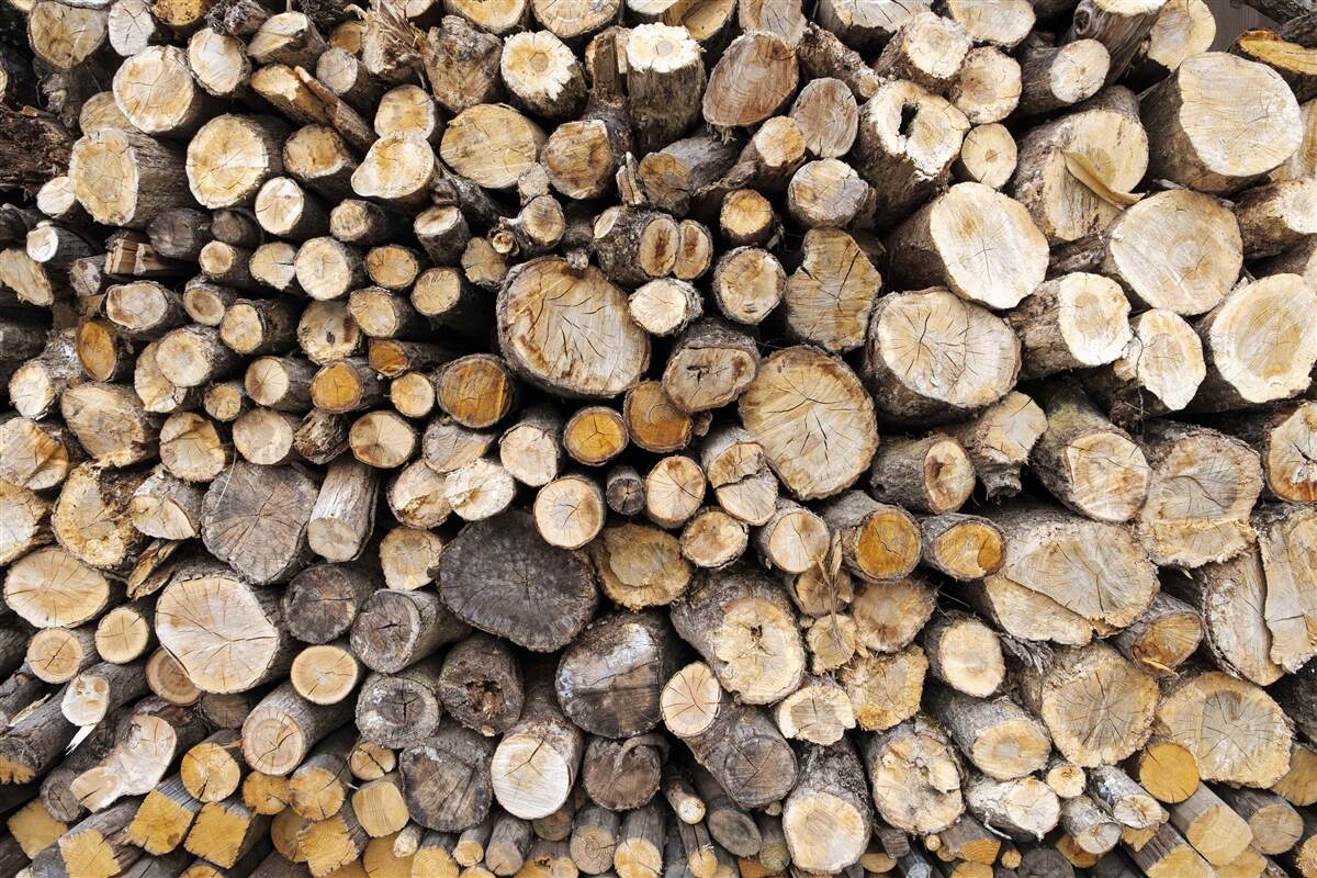 Carta da parati gli alberi abbattuti sono molto numerosi