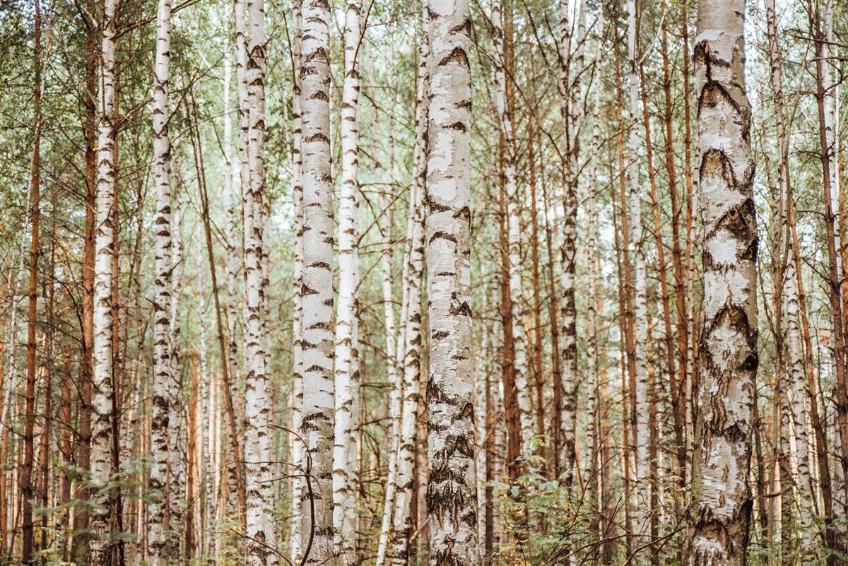 Carta da parati le betulle da slitta si ergono in una foresta verde