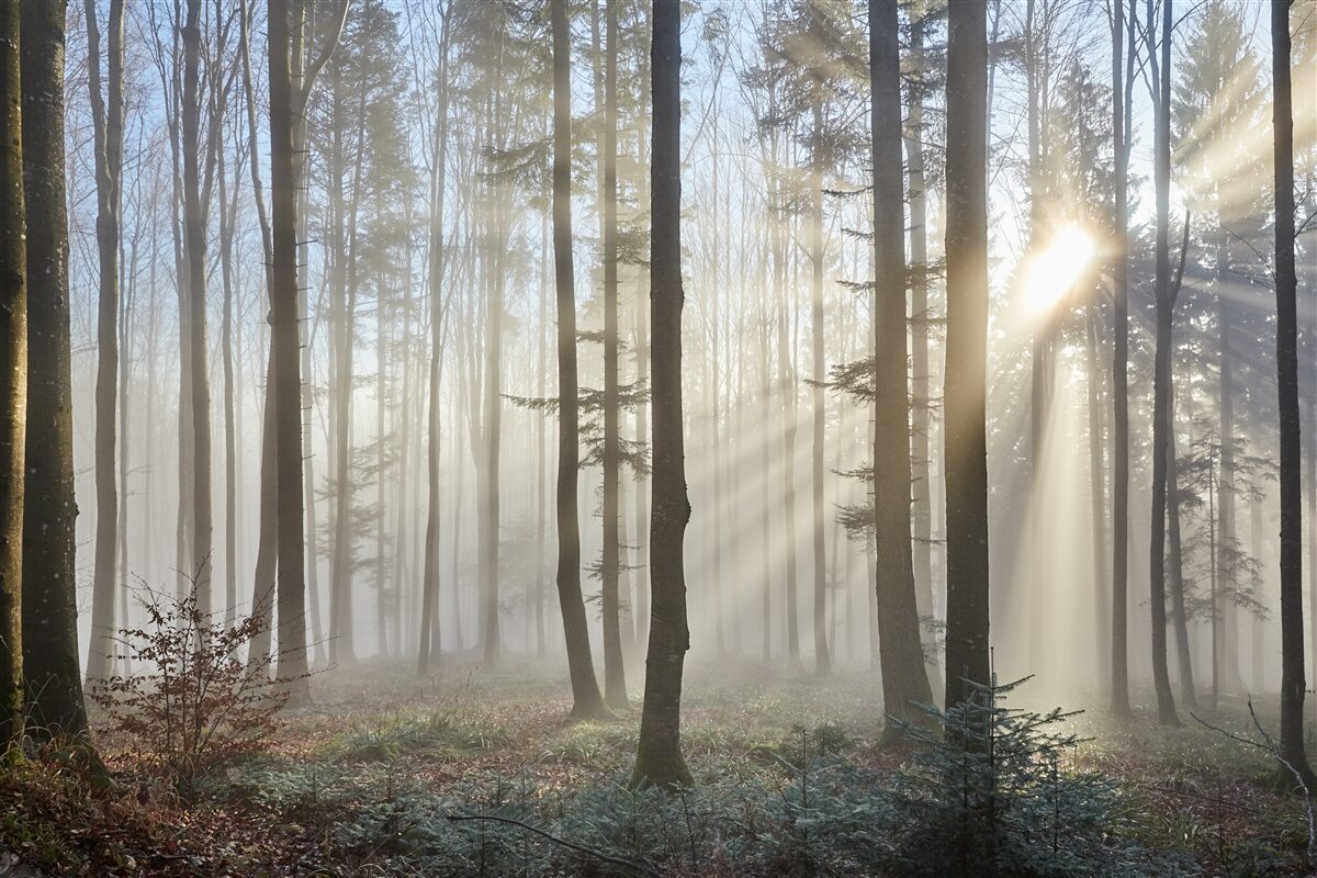Carta da parati i raggi di sole penetrano la nebbia in un boschetto di alberi