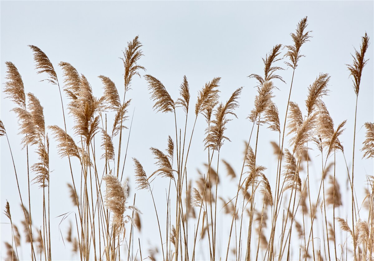 Carta da parati spighe di grano che si protendono verso il cielo