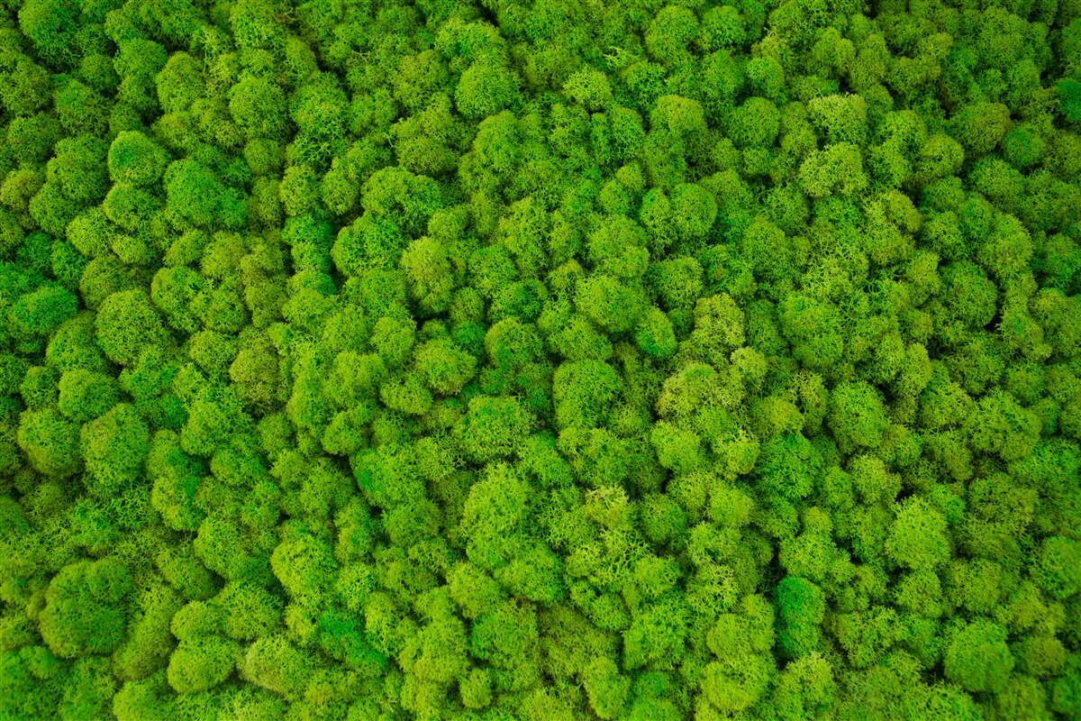 Carta da parati cime dense di giganti verdi della foresta