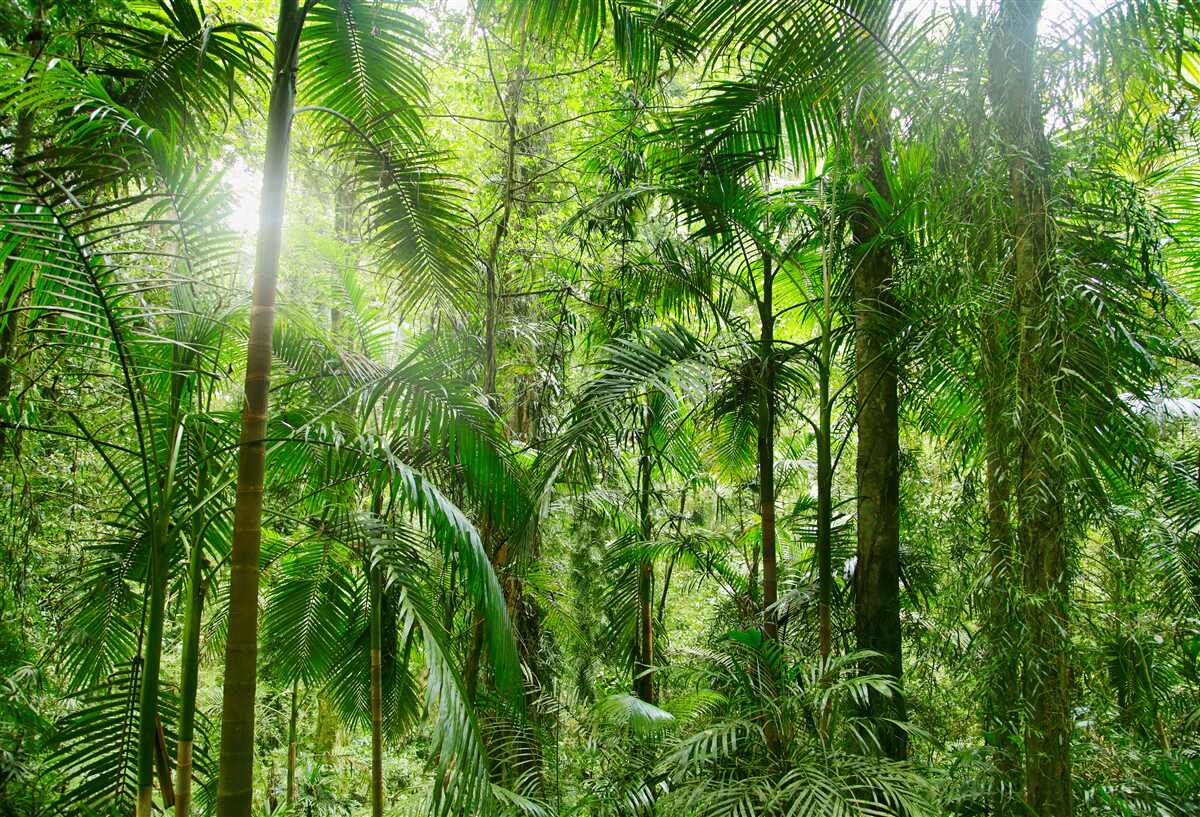 Carta da parati vegetazione rigogliosa in un'area boschiva