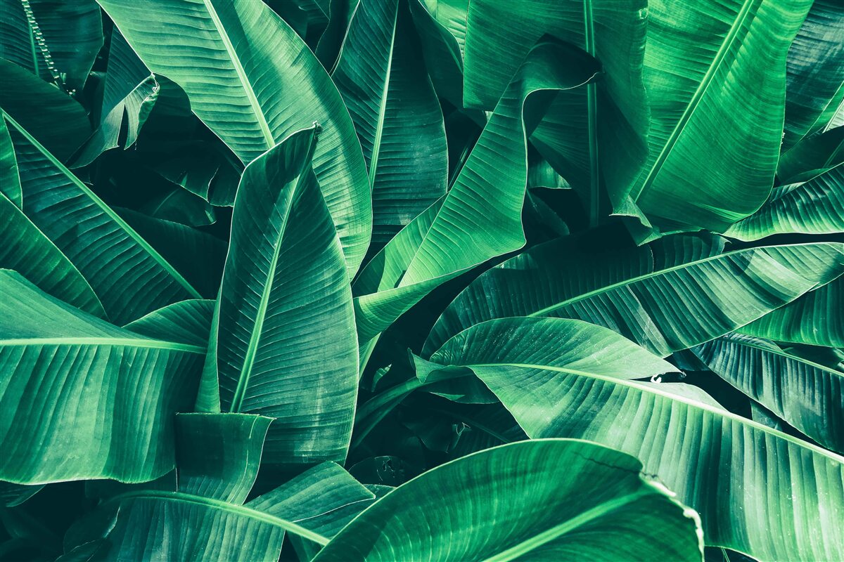 Carta da parati vegetazione tropicale dalla tonalità smeraldo