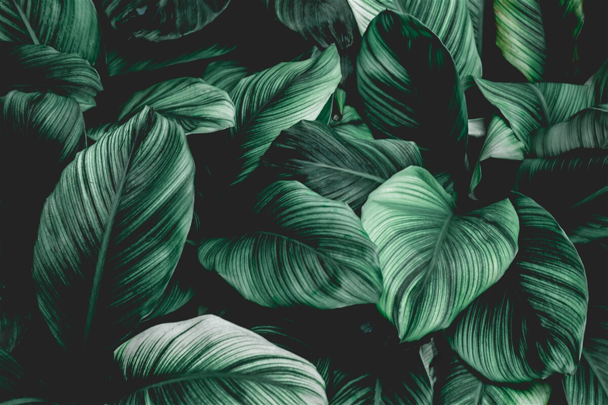 Carta da parati foglie tropicali verde scuro