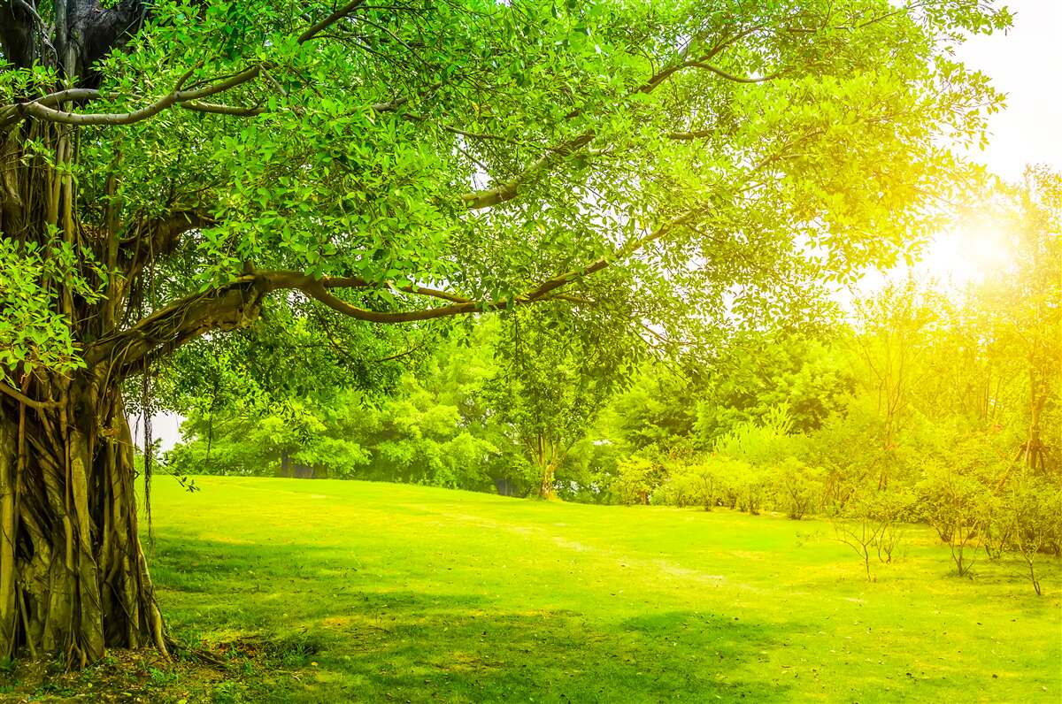 Carta da parati radura luminosa, illuminata dal sole e riconoscibile per il suo colore verde
