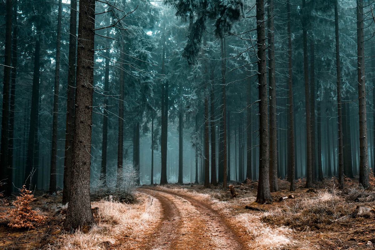 Carta da parati sentiero prezioso nella fitta foresta nebbiosa