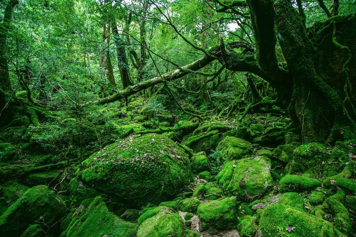Carta da parati foresta, abbondantemente verde, senza luce solare
