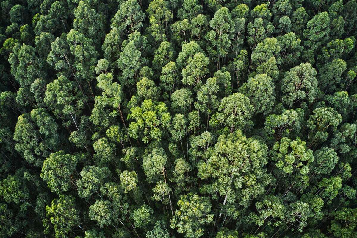 Carta da parati alberi della foresta con chiome verdi