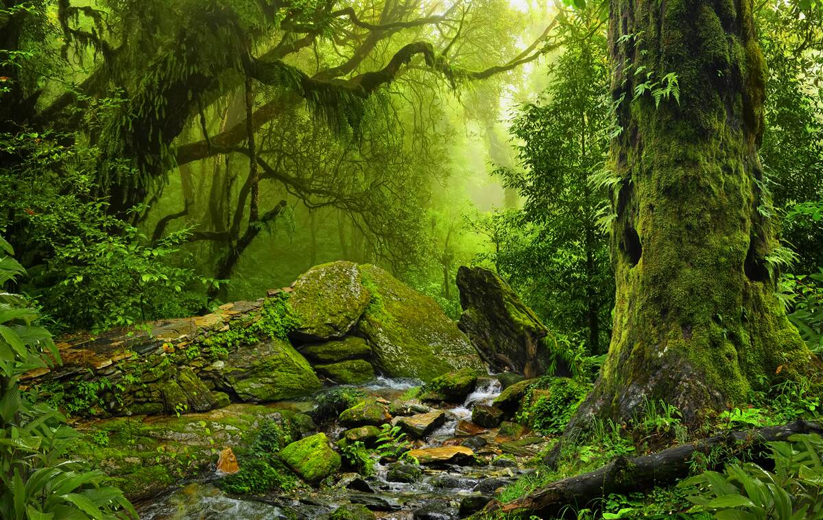Carta da parati foresta verde con cascata