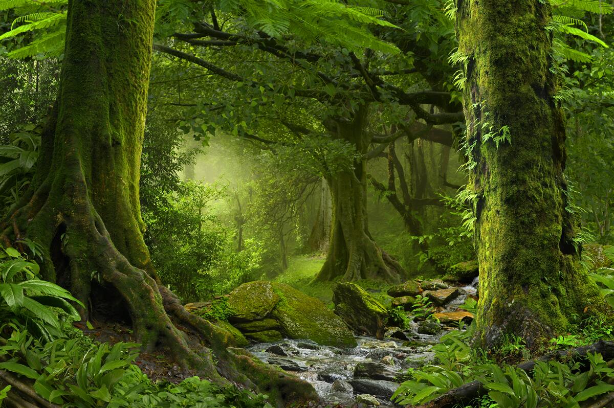 Carta da parati cascata nel verde di una foresta di latifoglie