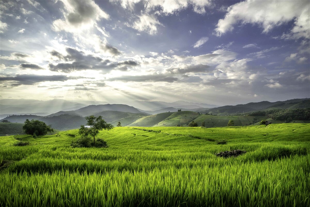 Carta da parati una radura immersa nel verde delle montagne è illuminata dai raggi del sole