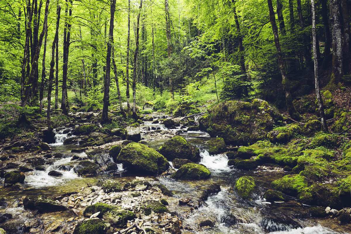 Carta da parati cascata in montagna, circondata da un verde boschetto