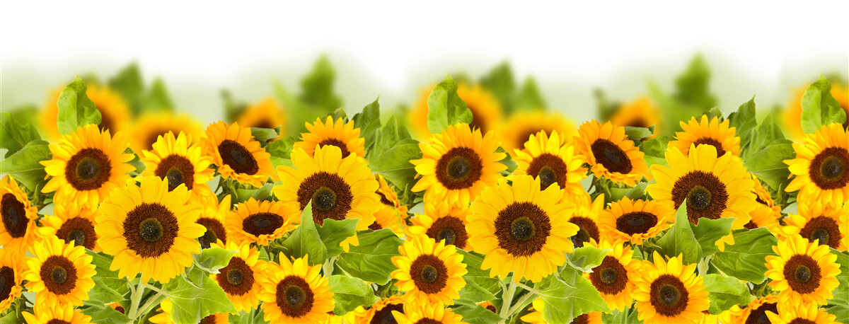 Carta da parati ci sono un numero incredibile di girasoli