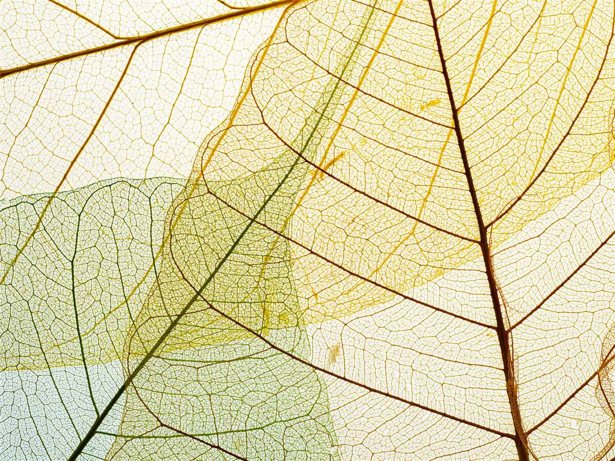 Carta da parati foglie d'autunno, trasparenti e gialle
