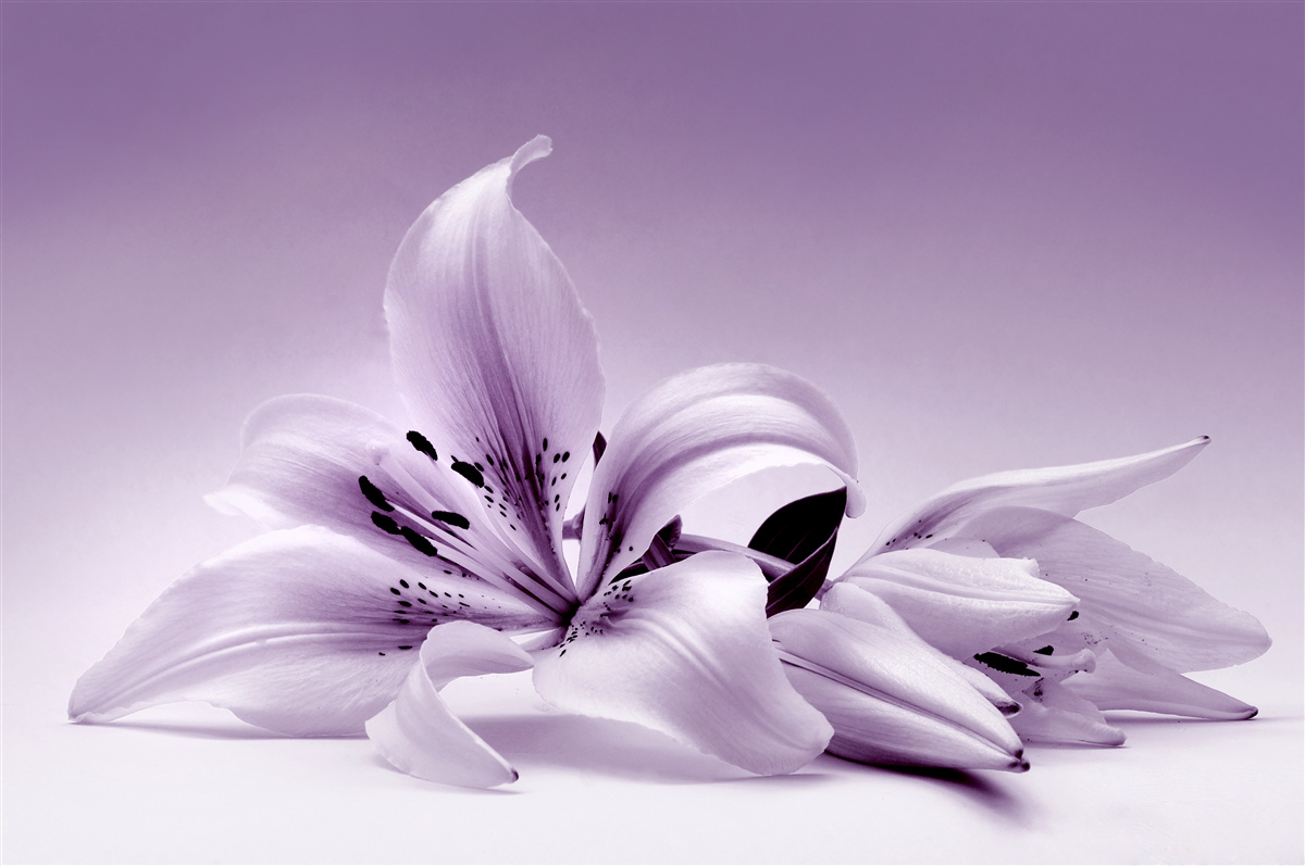 Carta da parati sottile giglio viola isolato