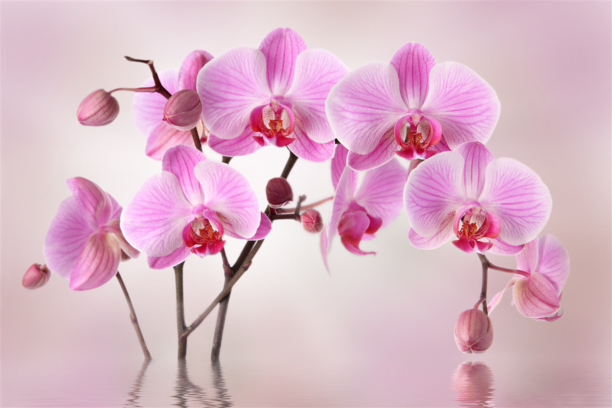 Carta da parati sull'acqua pendono i rami di un'orchidea lilla