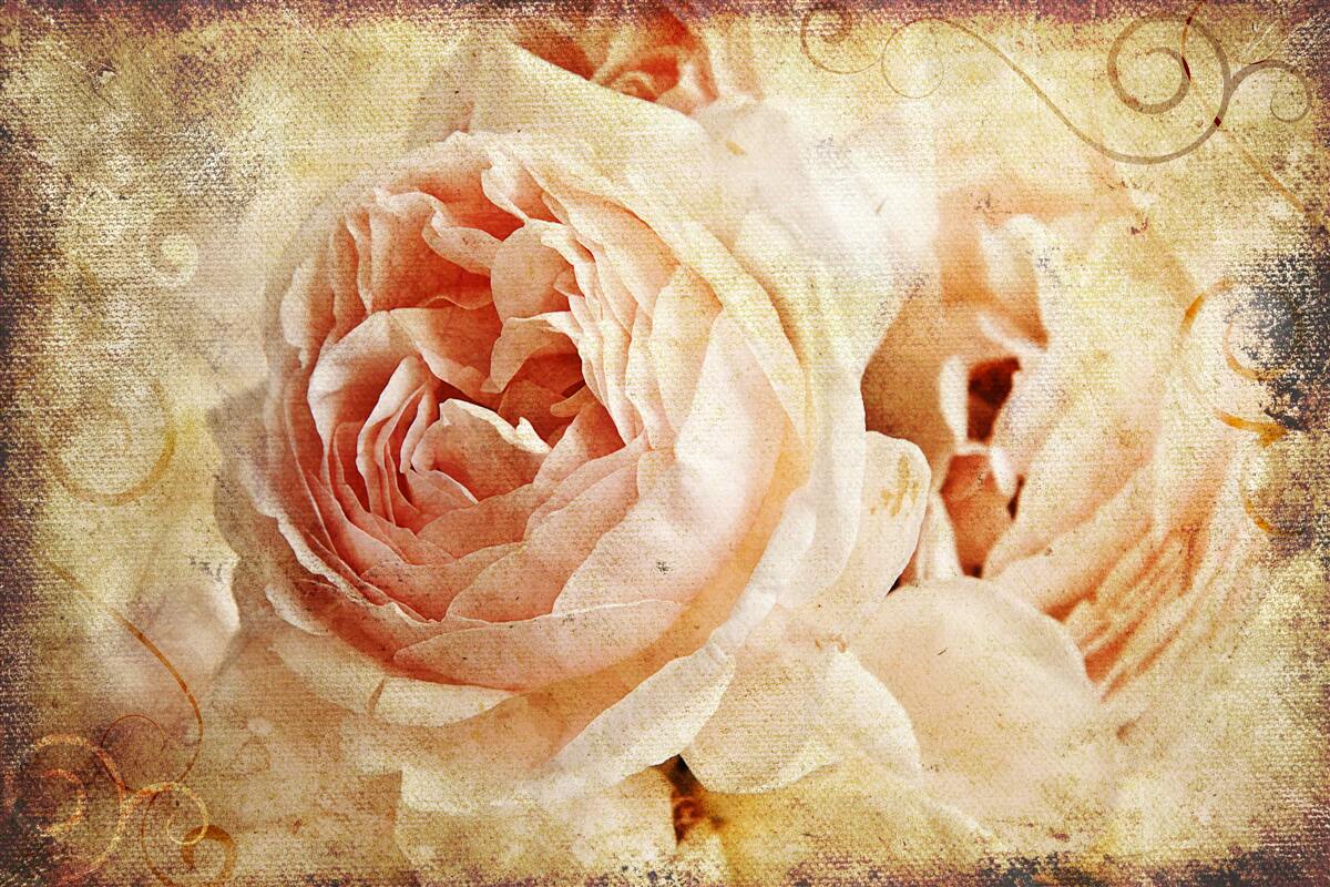 Carta da parati due fiori rosa antico
