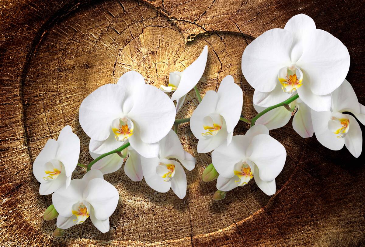 Carta da parati Orchidea bianca come la neve su un tronco d'albero tagliato