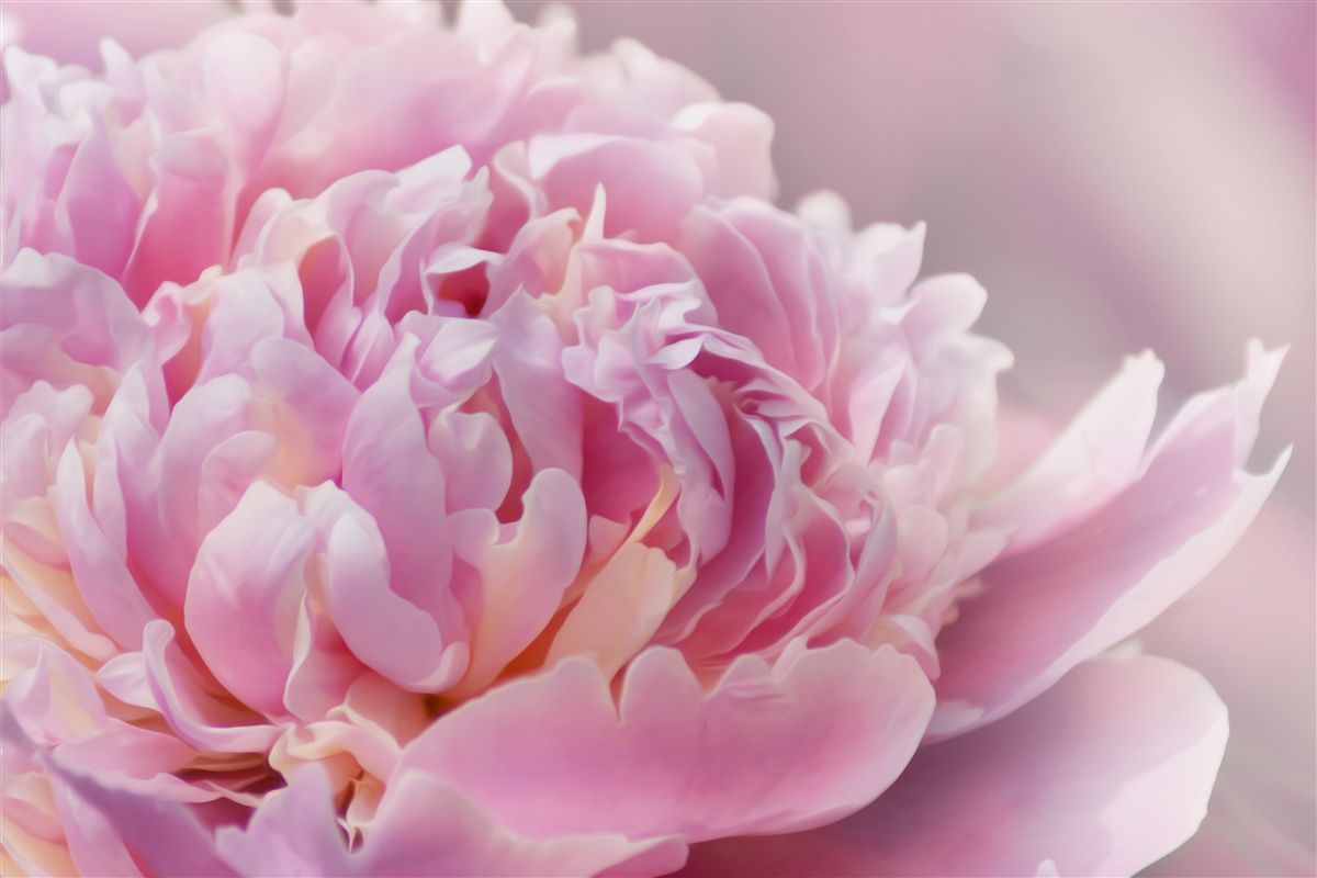 Carta da parati primo piano di una peonia lattiginosa in fiore