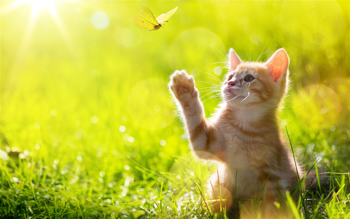 Carta da parati un piccolo gatto gioca con una farfalla in un campo verde