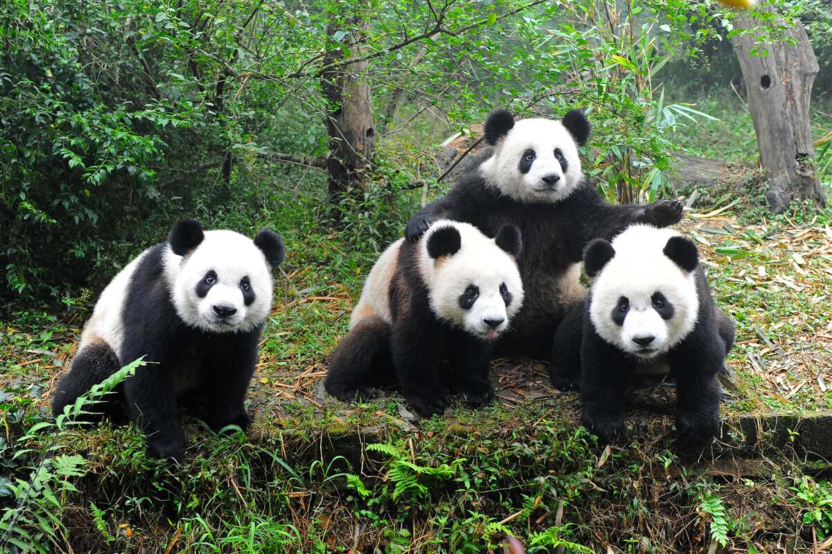 Carta da parati una riposante famiglia di affascinanti panda