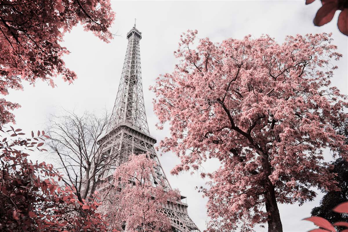 Carta da parati Torre eiffel circondata da fiori di ciliegio