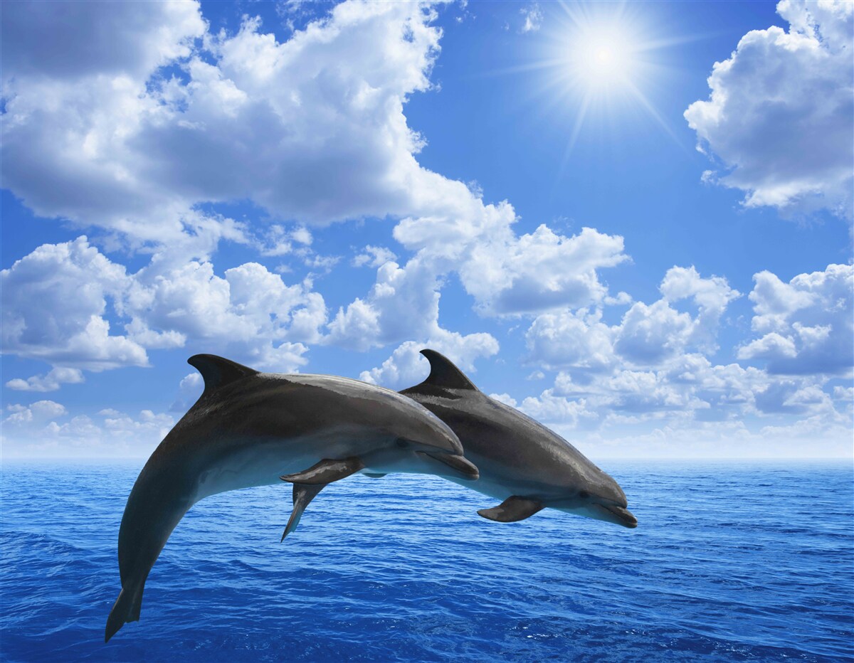 Carta da parati delfini che saltano sulla superficie dell'acqua