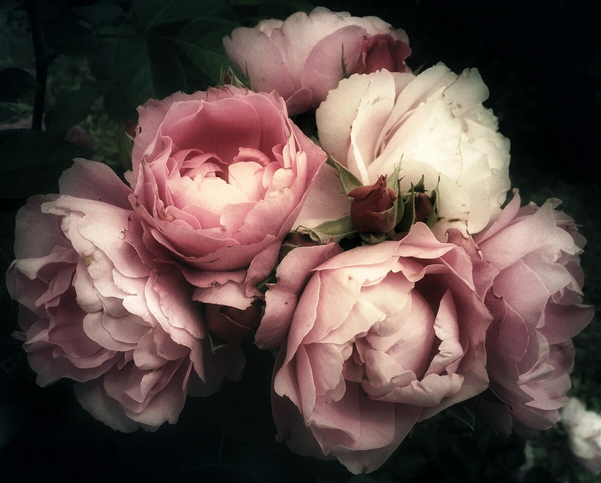 Carta da parati peonie rosa chiaro su sfondo scuro