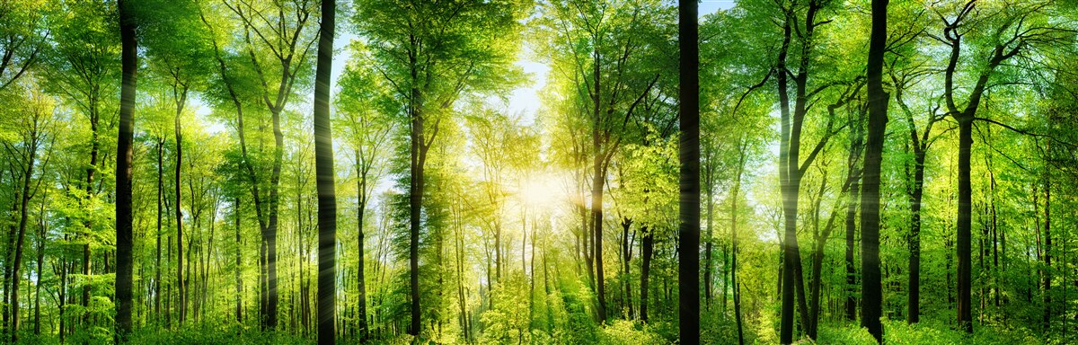 Carta da parati i raggi del sole penetrano le foglie degli alberi