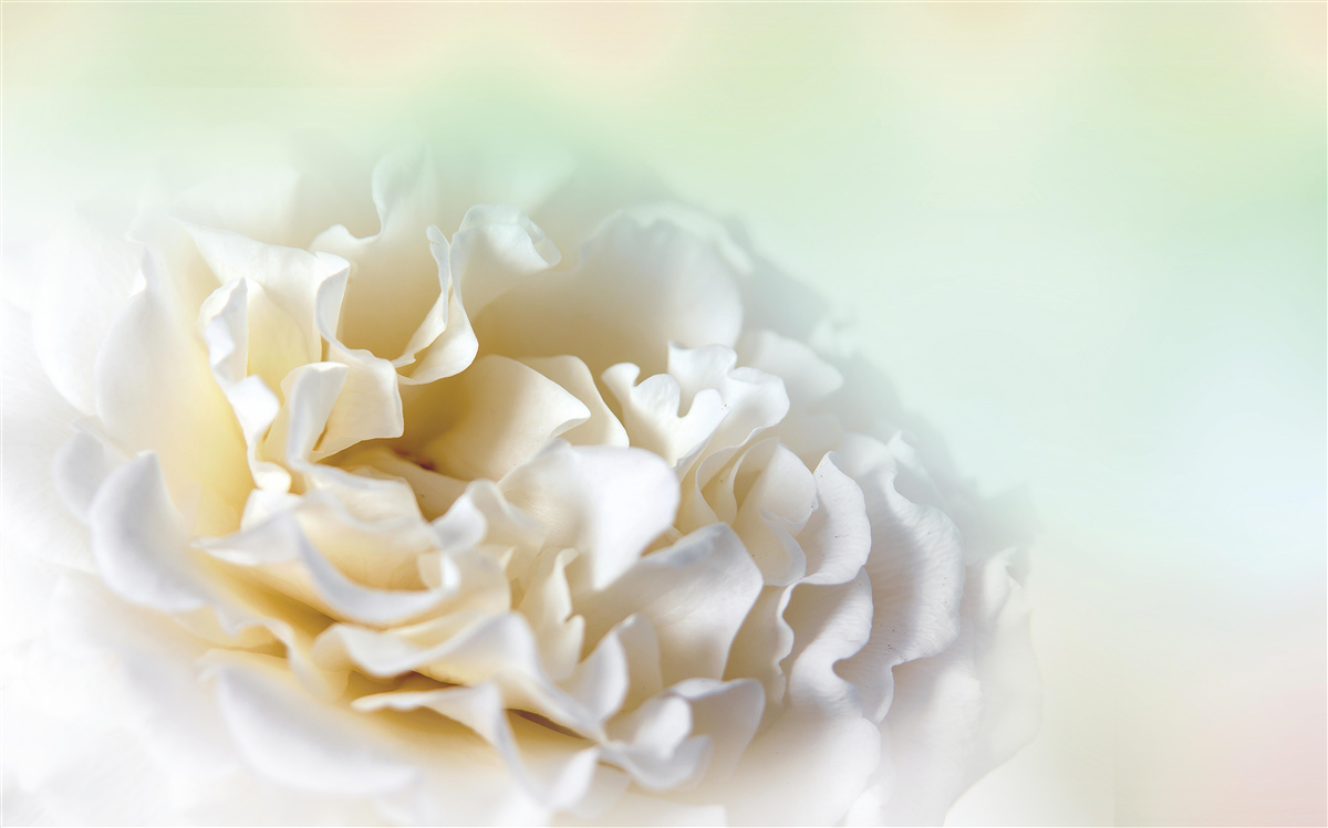 Carta da parati sfondo di peonie dai toni cremosi e vaporosi
