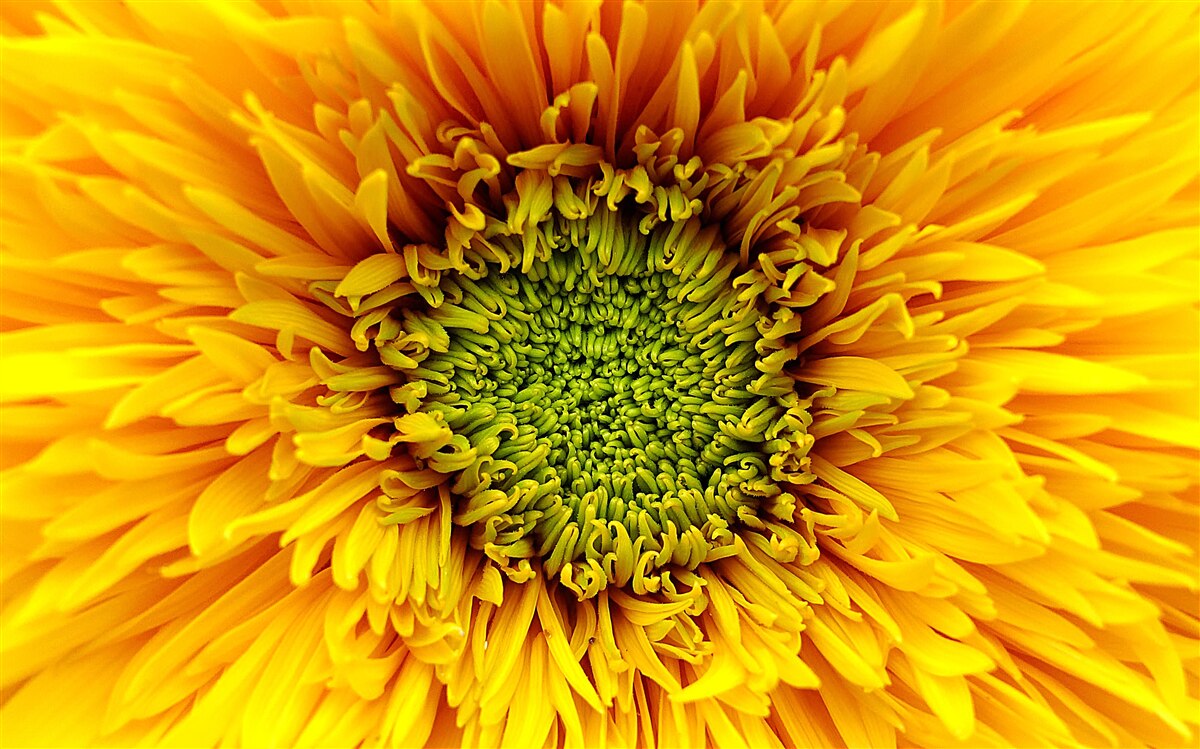 Carta da parati fiore con centro verde, dipinto di giallo brillante