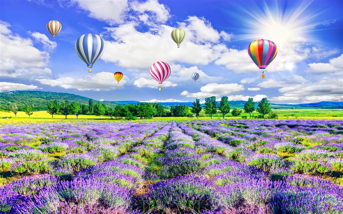 Carta da parati volo in mongolfiera su un campo di lavanda