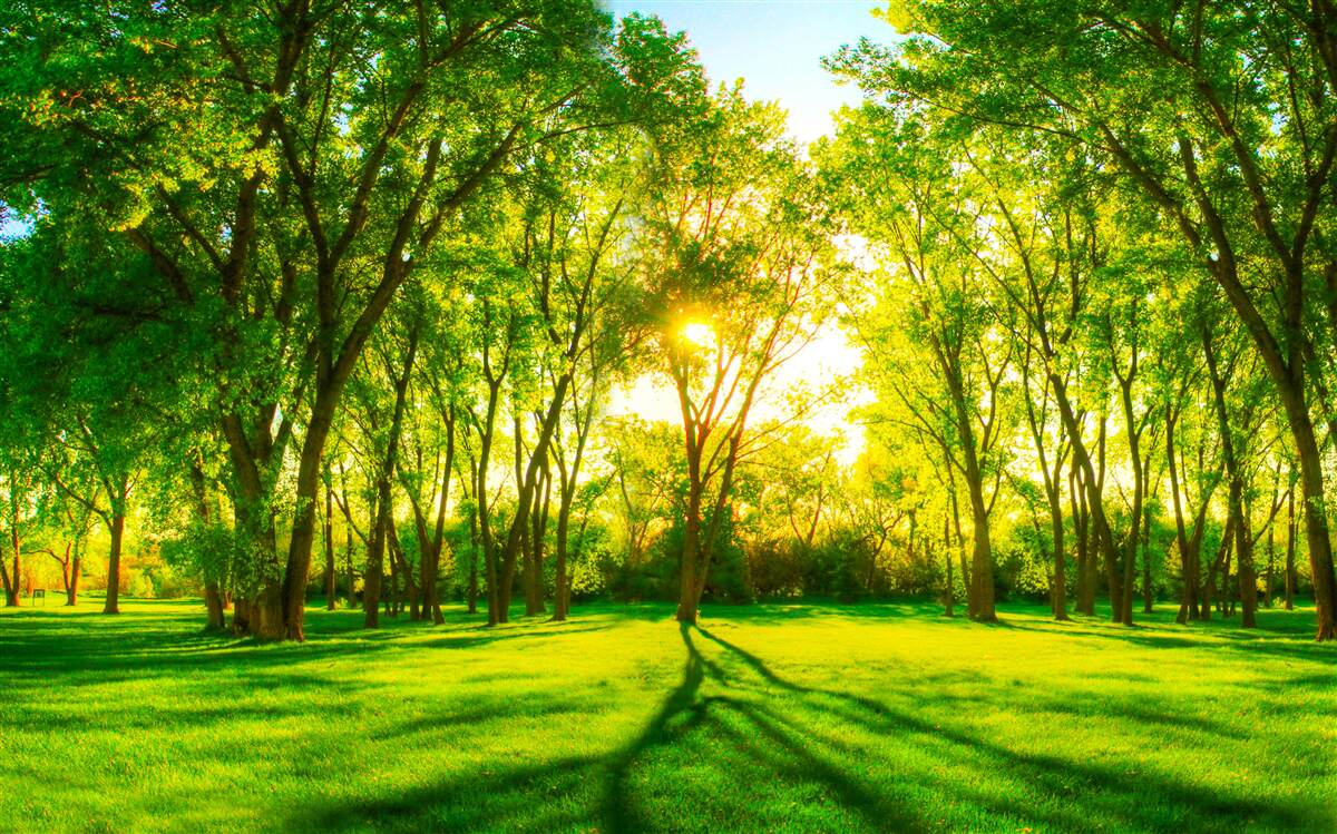 Carta da parati nella tavolozza luminosa di una verde foresta mattutina