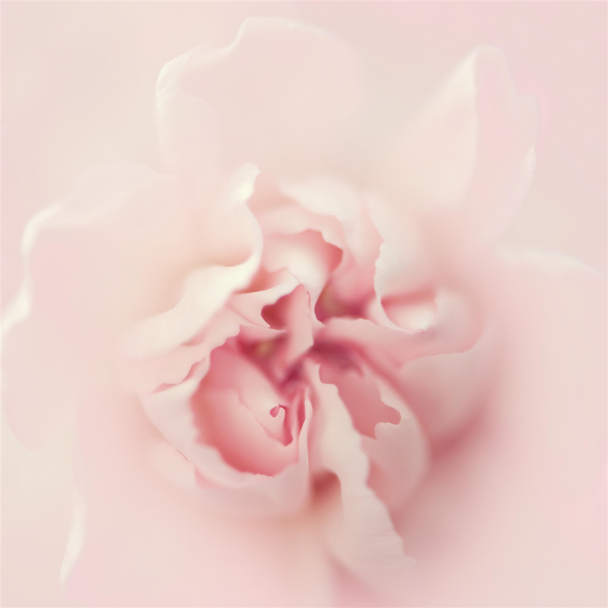 Carta da parati immagine dettagliata del cuore di un fiore rosa