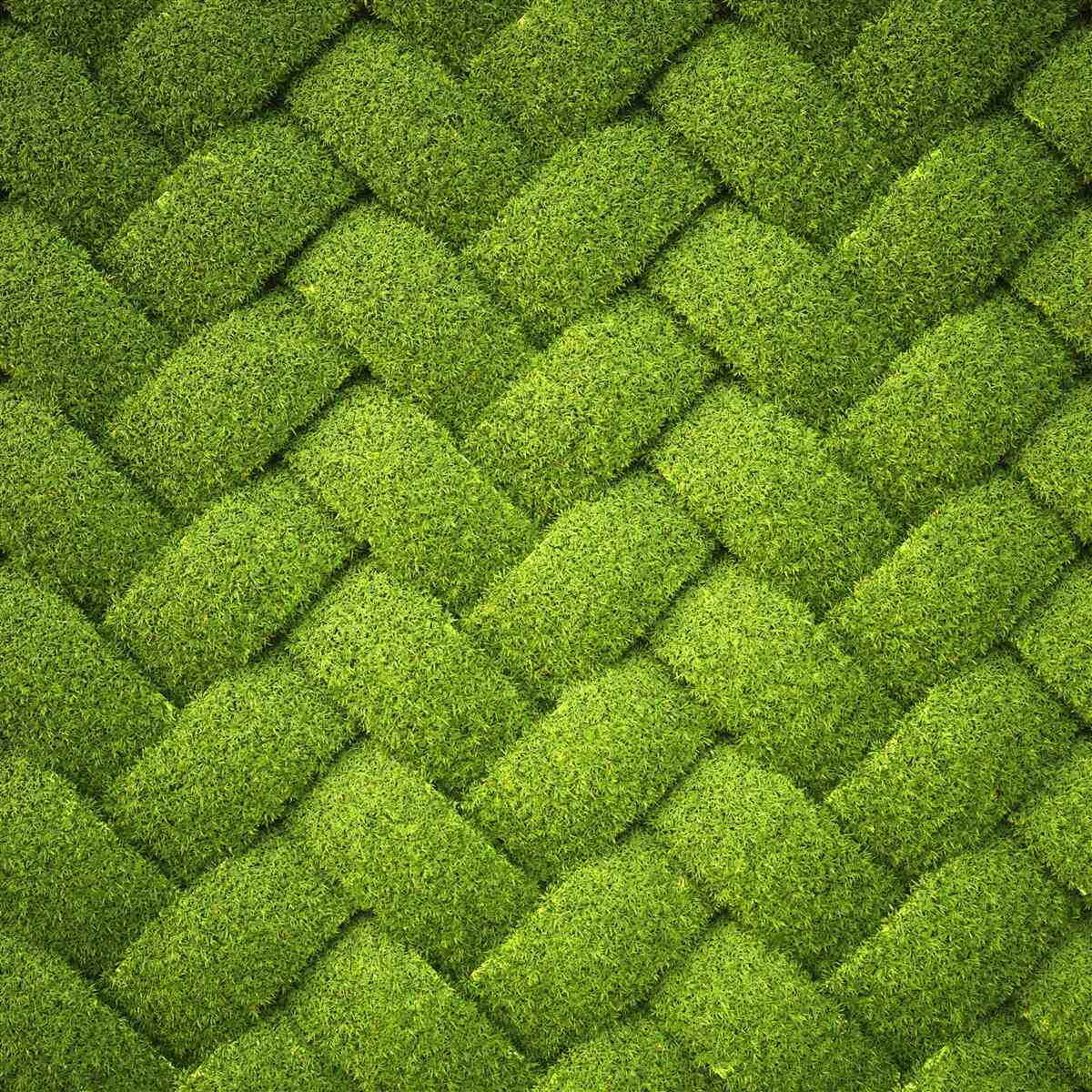 Carta da parati bloccando il prato verde