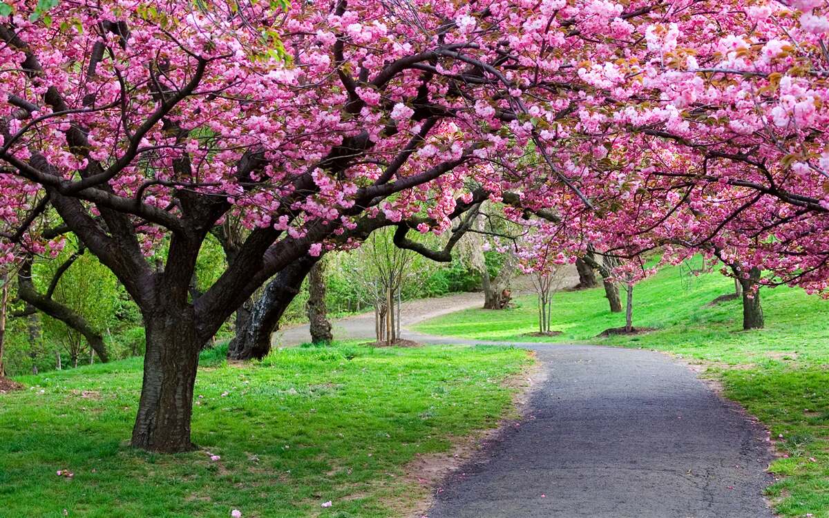 Carta da parati un viale del parco cosparso di fiori