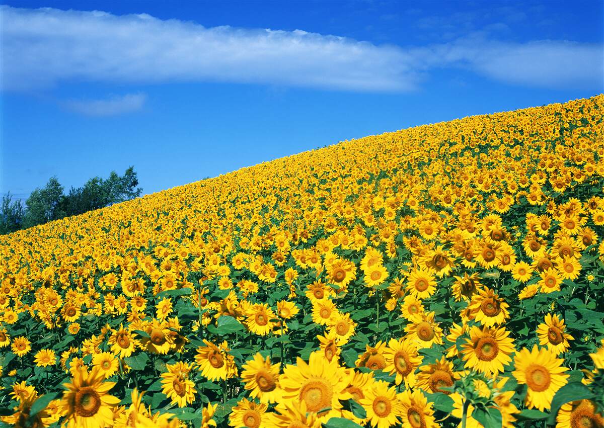 Carta da parati Un grande spazio con i girasoli