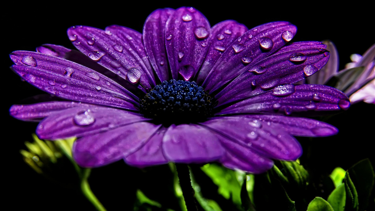 Carta da parati gocce d'acqua su un fiore di gerbera viola
