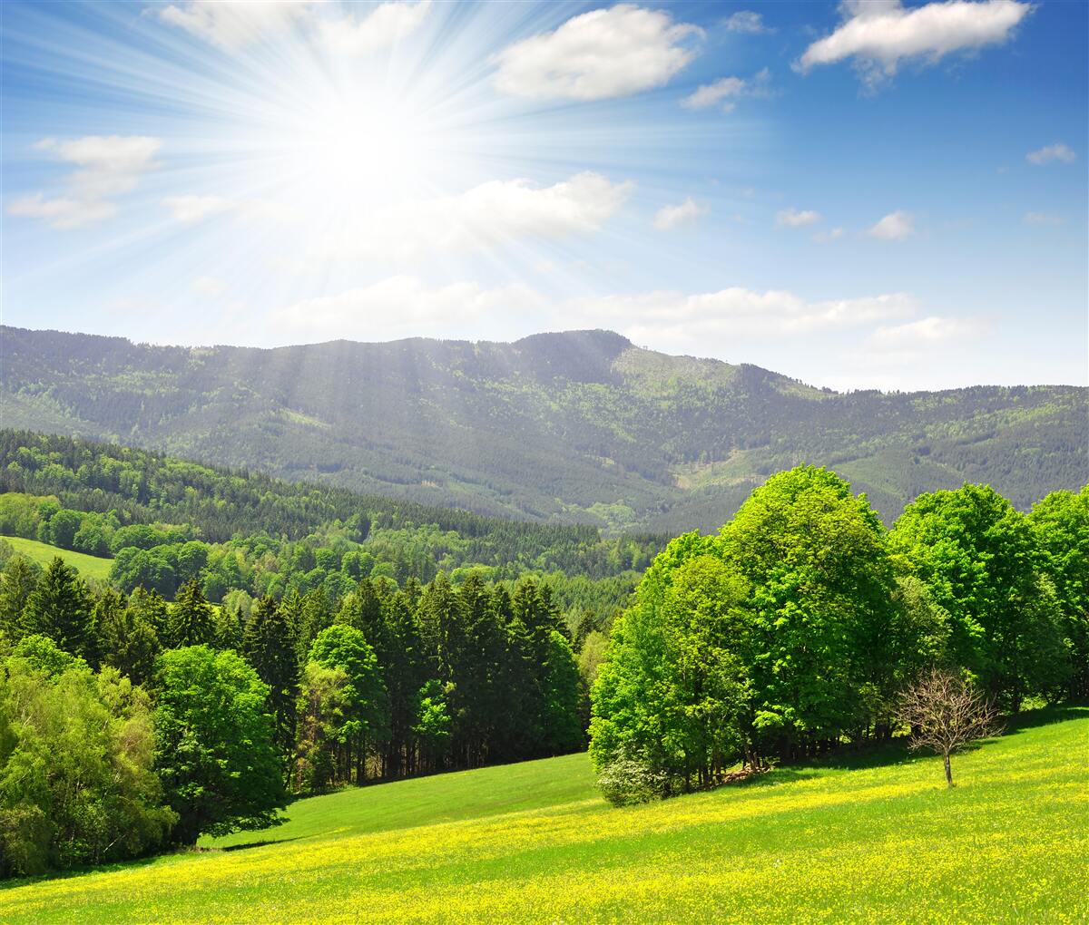 Carta da parati il sole è nel suo punto più alto su un prato verde