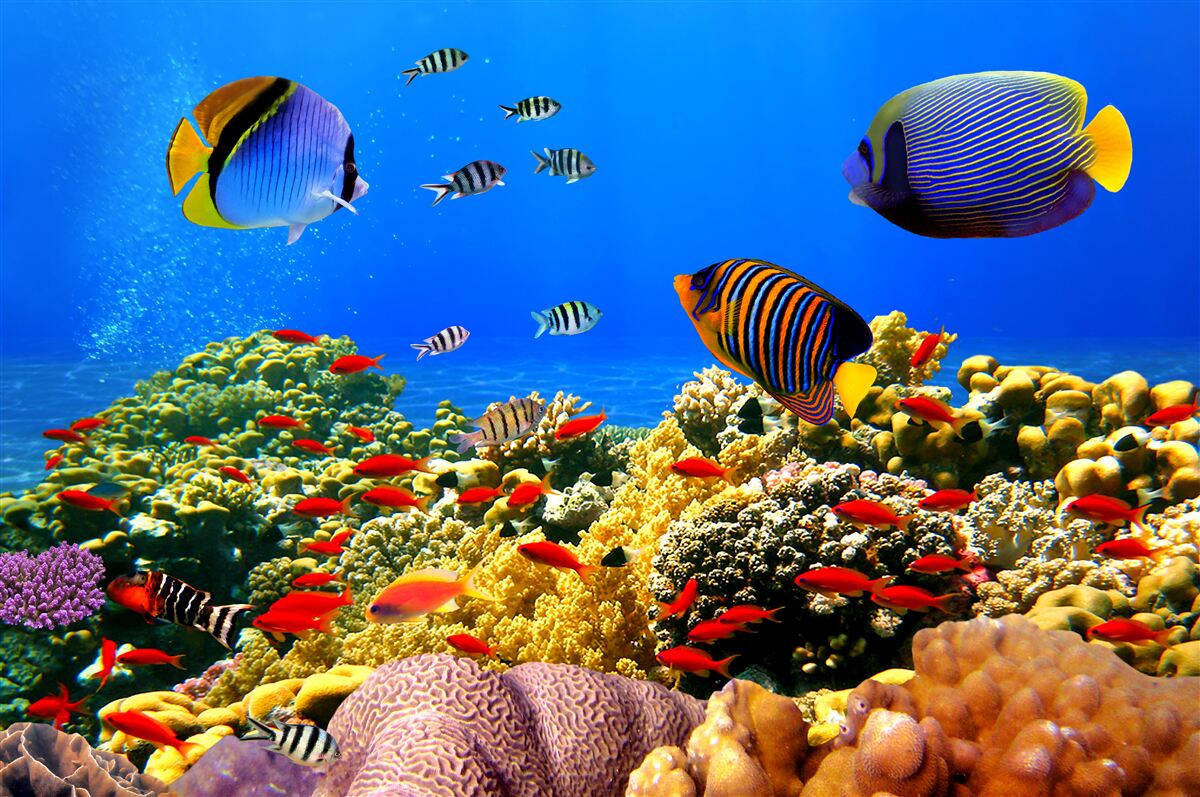 Carta da parati le profondità incompiute dell'oceano e i suoi abitanti