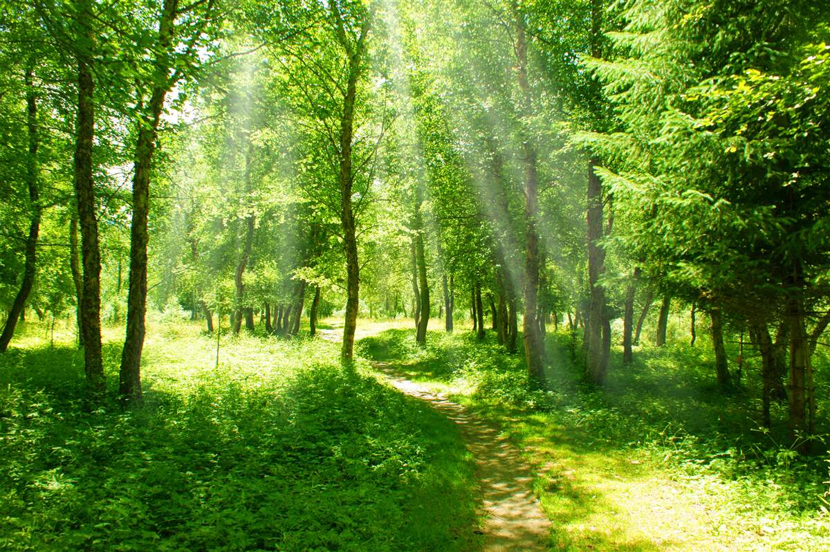 Carta da parati i raggi del sole risplendono attraverso le chiome degli alberi della foresta