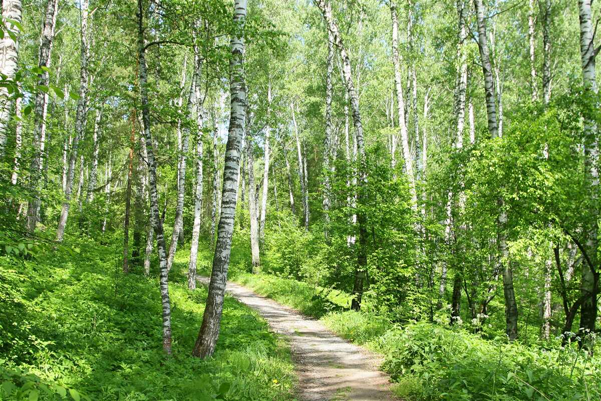 Carta da parati Sentiero nel bosco di betulle durante la stagione estiva
