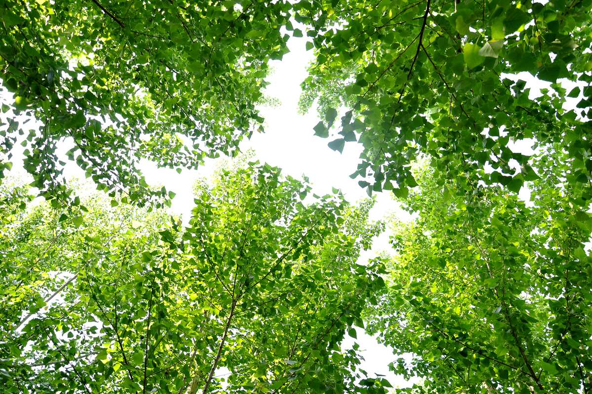 Carta da parati cielo bianco evidenziato da foglie verdi