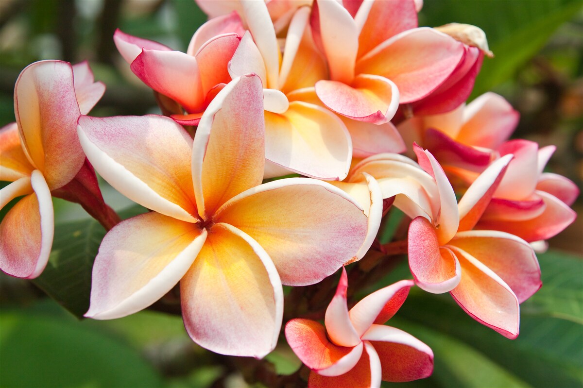 Carta da parati frangipani con fiori attraenti