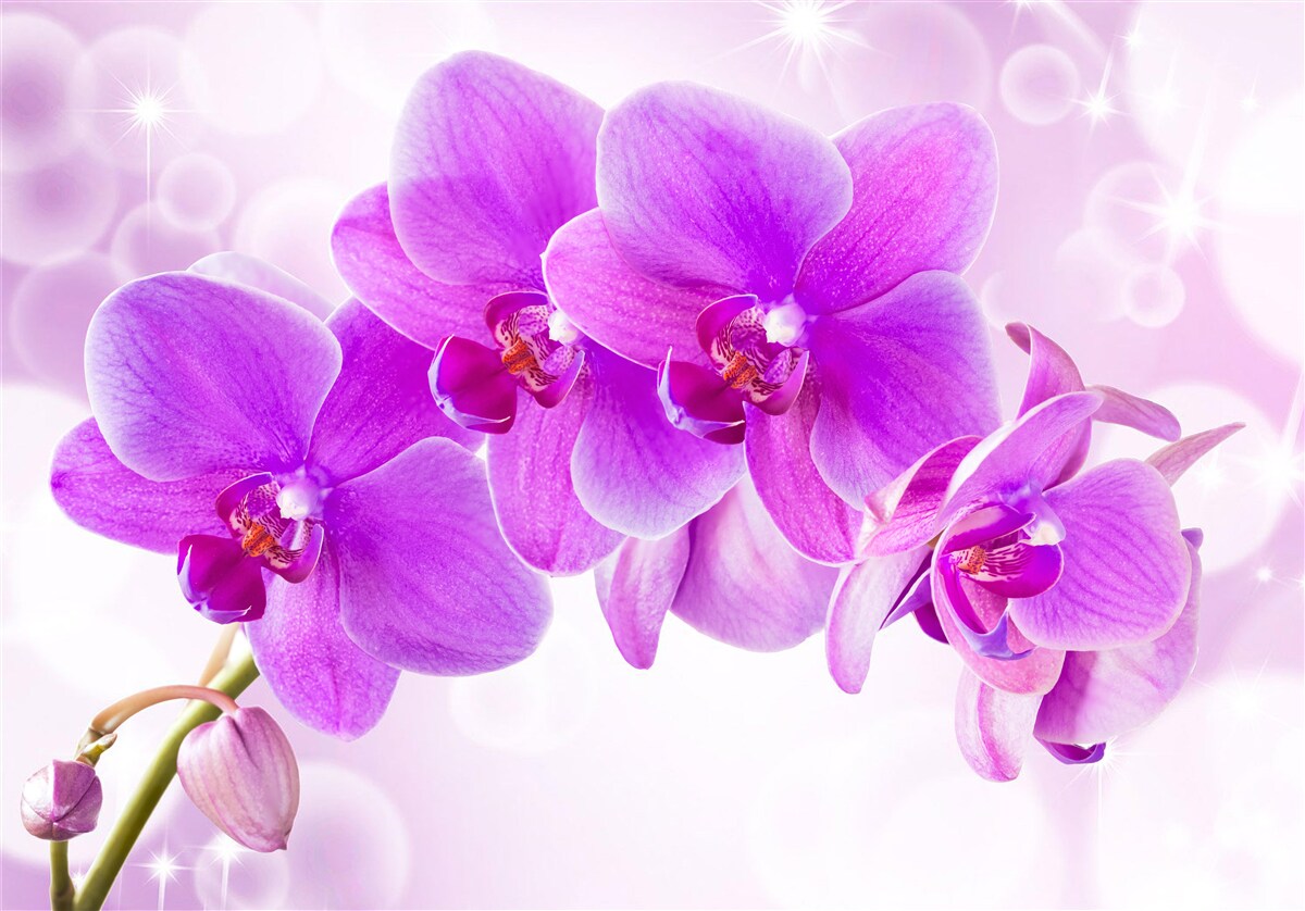 Carta da parati la delicata orchidea viola è davvero impressionante