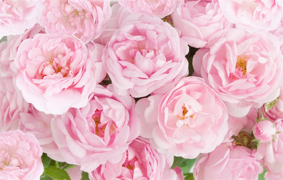 Carta da parati rose rosa raccolte in un bouquet di tea-light