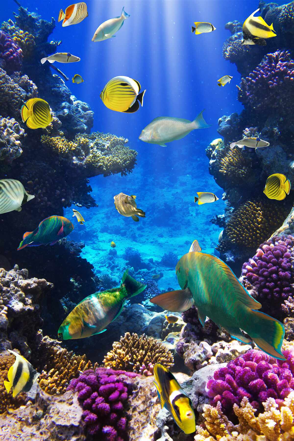Carta da parati pesci nelle barriere coralline dell'oceano
