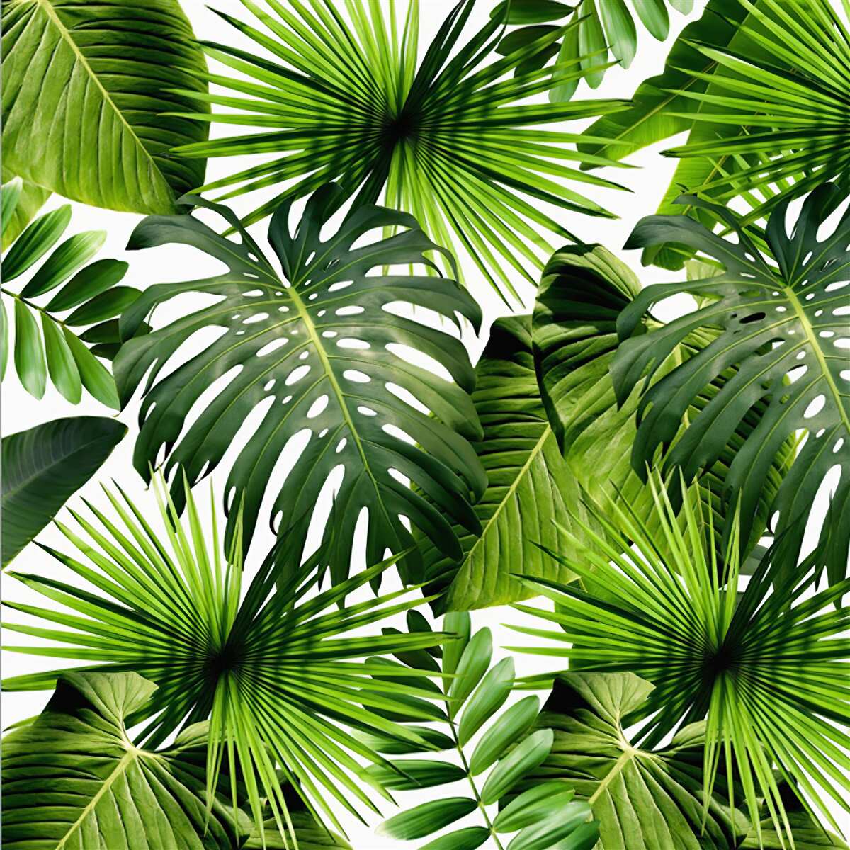 Carta da parati monstera e foglie di banano su sfondo bianco, con densità
